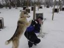sled dogs are friendly